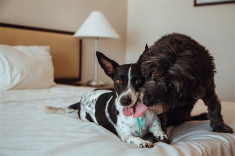 pet friendly hilton|A Guide to Hilton Hotels Pet Policy: What You Need .